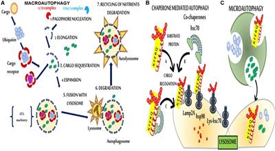 Metabolic Syndrome and Autophagy: Focus on HMGB1 Protein